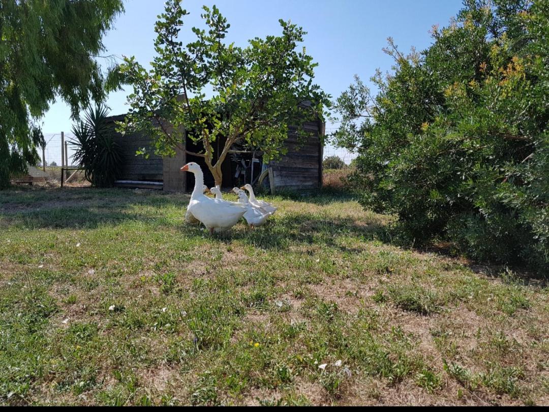 Salento Lapezzaaculuri Villa Guagnano Eksteriør bilde